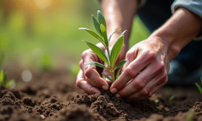 Mains âgées plantant une branche d'olivier dans le sol