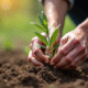 Mains âgées plantant une branche d'olivier dans le sol